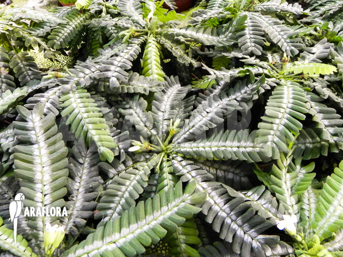 Biophyttum x Snowman