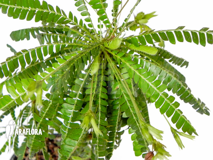 Biophytum sensitivum ‘XL’