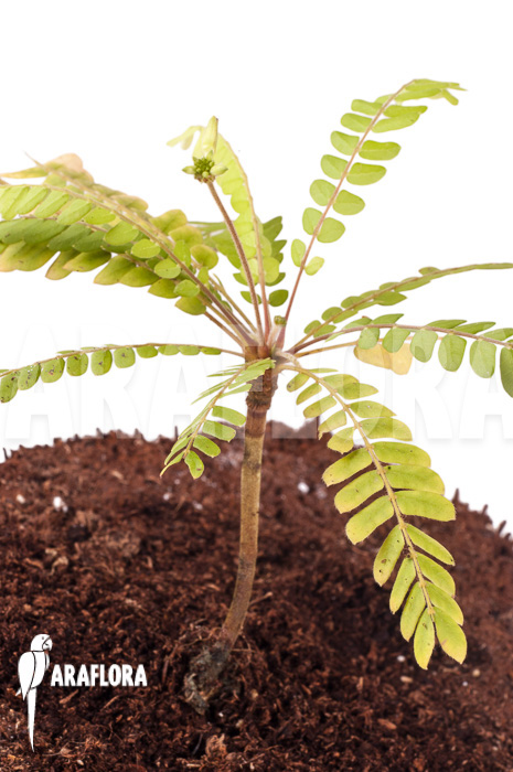 Biophytum species Ecuador