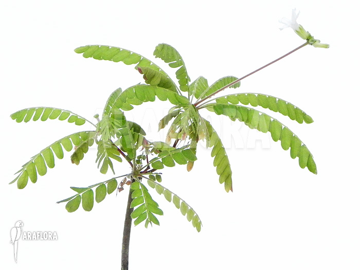 Biophytum species white flowers