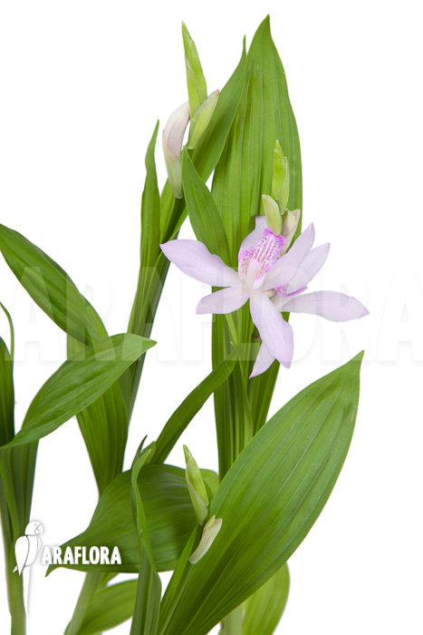 Bletilla striata