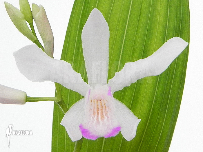 Bletilla striata ‘White’