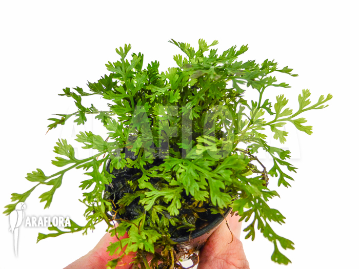 Bolbitis heteroclita ‘Thailand’