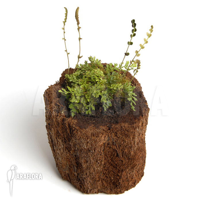 Bolbitis heteroclita ‘Thailand’