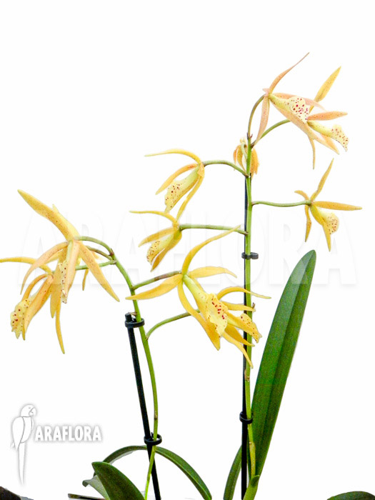 Brassocattleya ‘Yellow Bird’