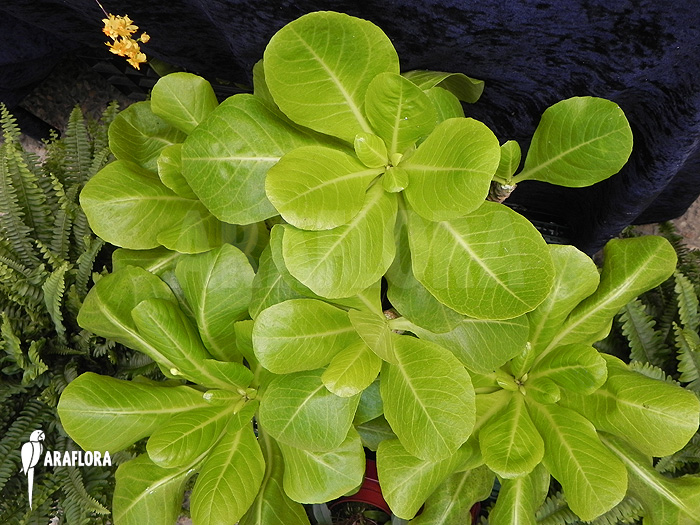 Brighamia insignis ‘Hawaiian palm’