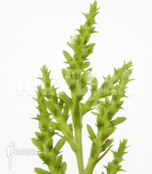 Brocchinia acuminata