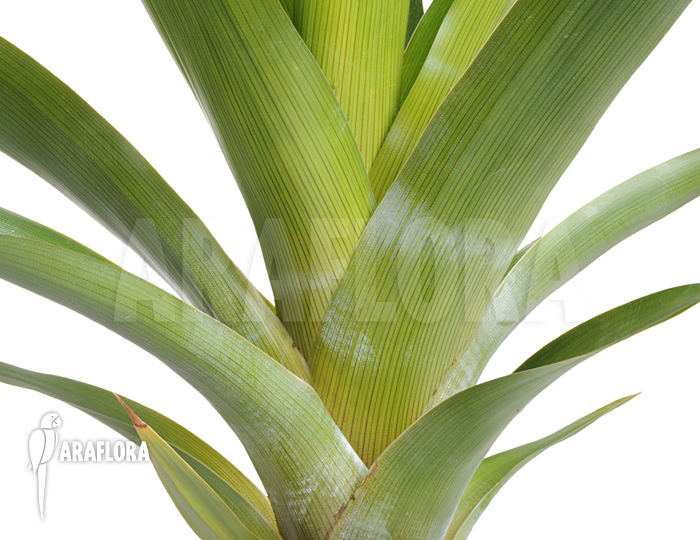 Brocchinia tatei ‘Auyan Tepui’