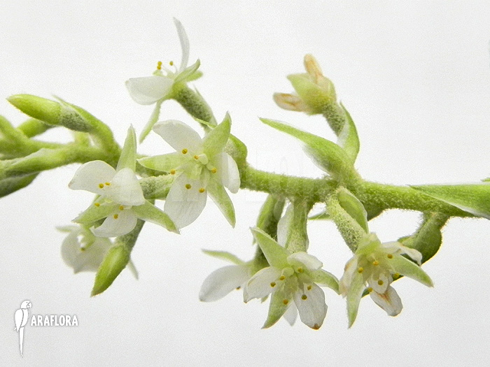 Brocchinia tatei Flower