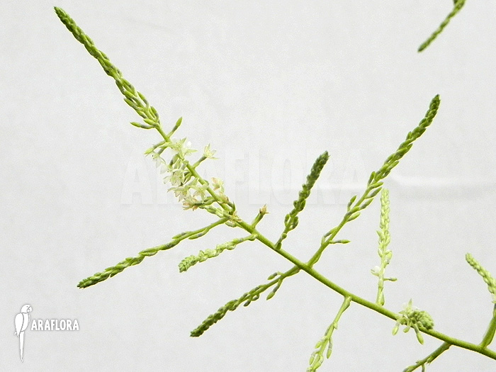 Brocchinia tatei Flower