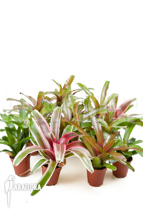 Bromeliad Neoregelia package (10 plants)