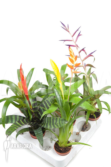 Bromeliad Neoregelia package XL Deal (12 plants)