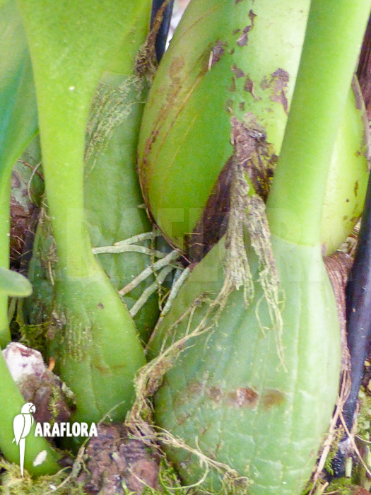 Bulbophyllum carunculatum