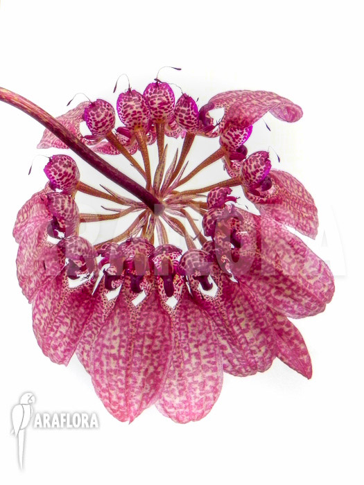 Bulbophyllum eberhardtii ‘L’ flower