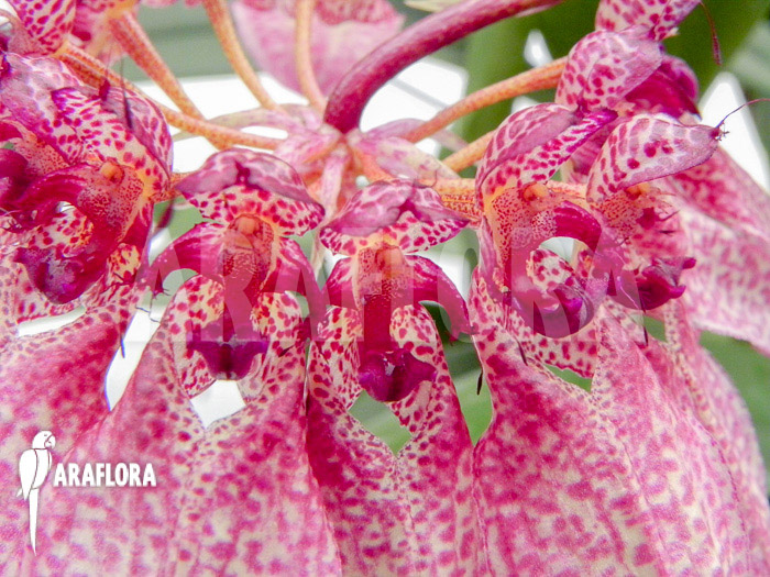 Bulbophyllum eberhardtii ‘M’ flower
