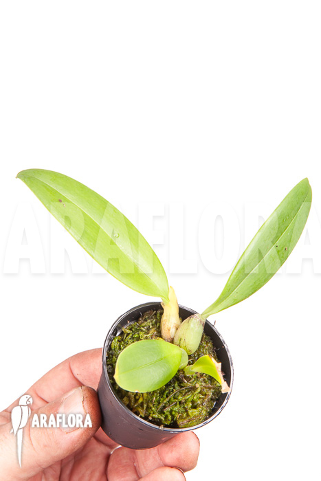 Bulbophyllum echinolabium ‘starter’