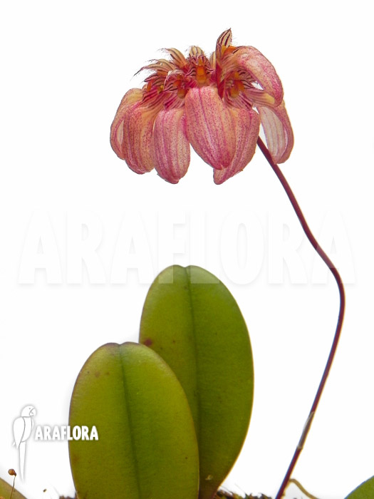 Bulbophyllum lepidum