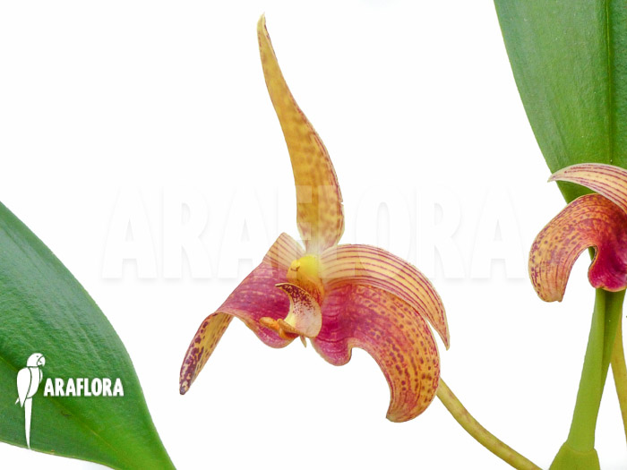 Bulbophyllum lobbii