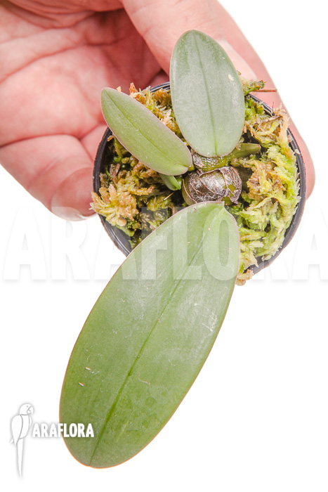 Bulbophyllum phalaenopsis