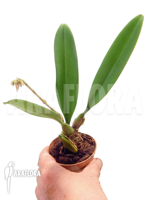 Bulbophyllum rothschildianum starter