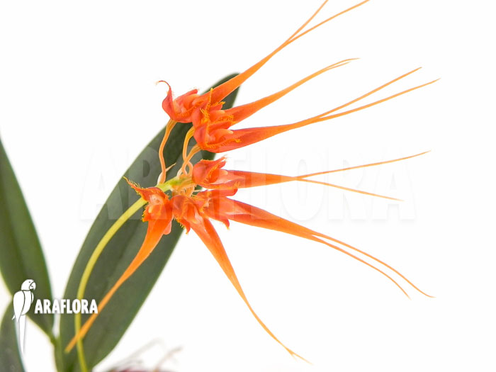 Bulbophyllum tingabarinum