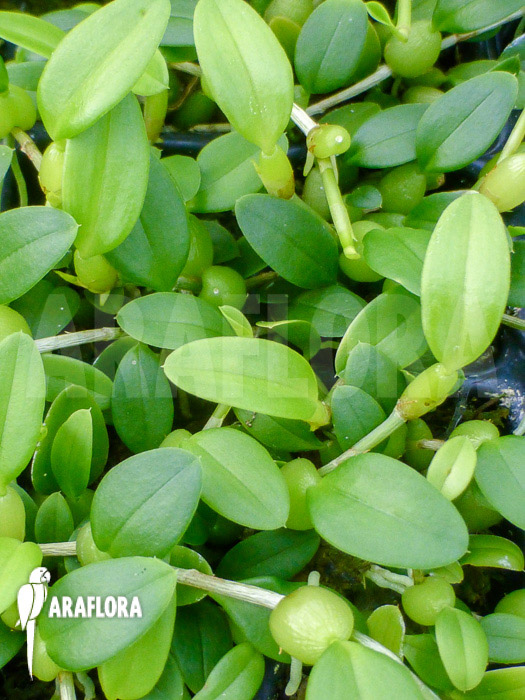 Bulbophyllum tjadasmalangense