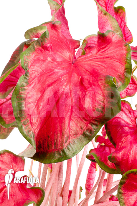 Caladium bicolor ‘green-red’