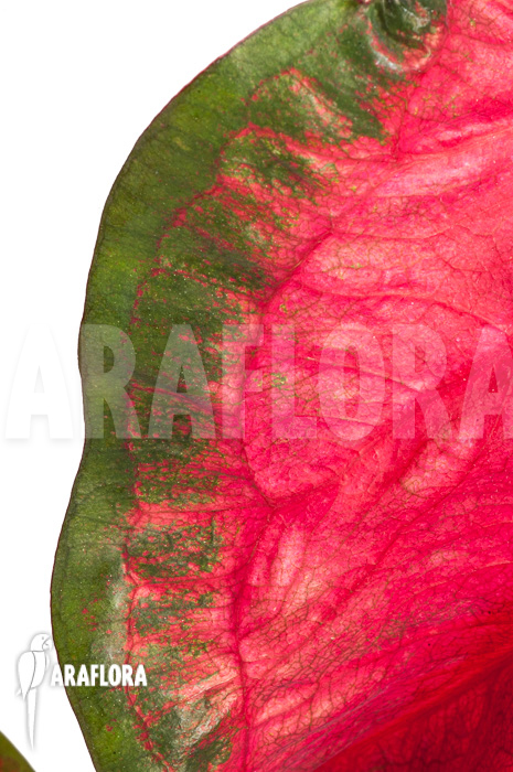 Caladium bicolor ‘green-red’