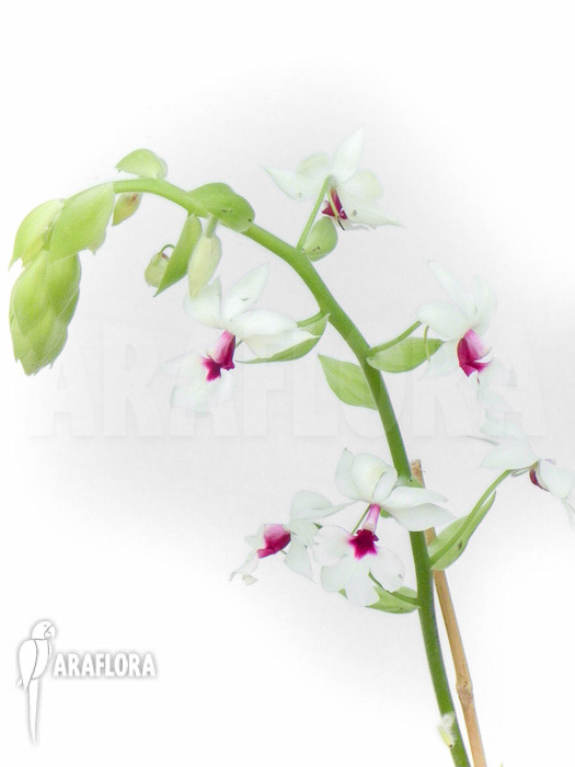 Calanthe vestita var. Rubra