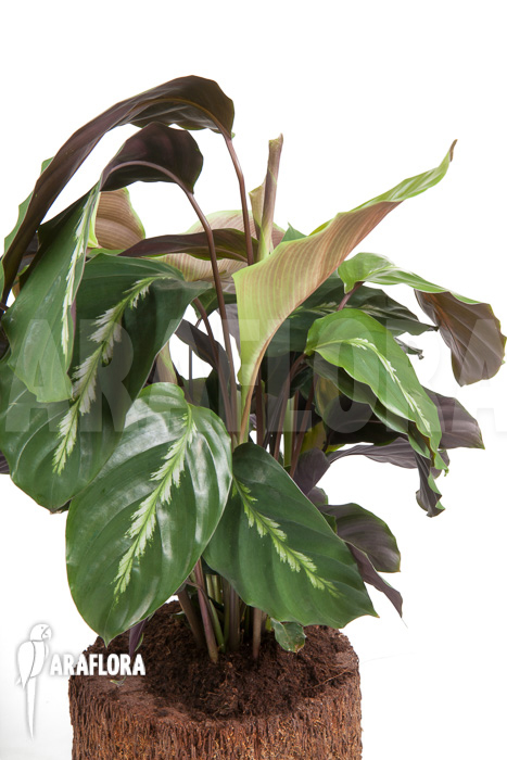 Calathea ‘Maui Queen’