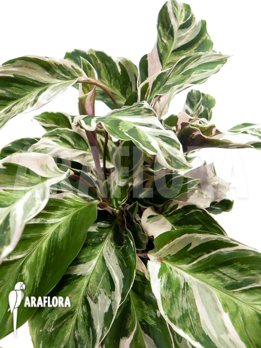 Calathea ‘White Fusion’