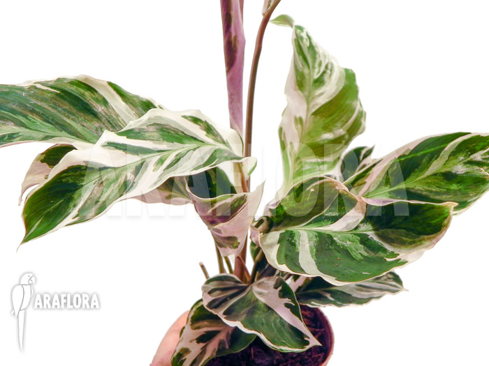 Calathea ‘White Fusion’ starter