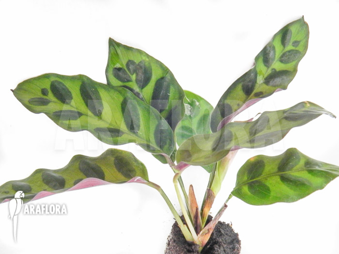 Calathea lancifolia