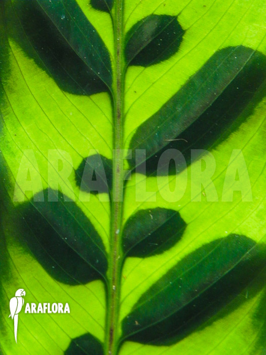 Calathea lancifolia