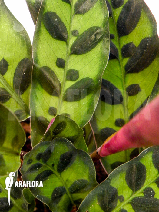 Calathea lancifolia ‘Starter’