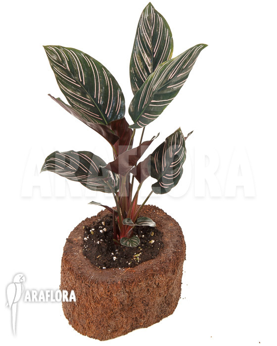 Calathea ornata ‘Sanderiana’