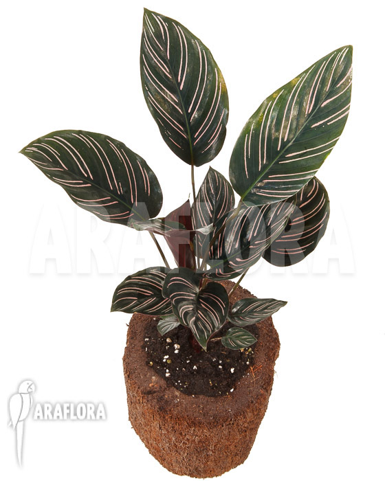 Calathea ornata ‘Sanderiana’