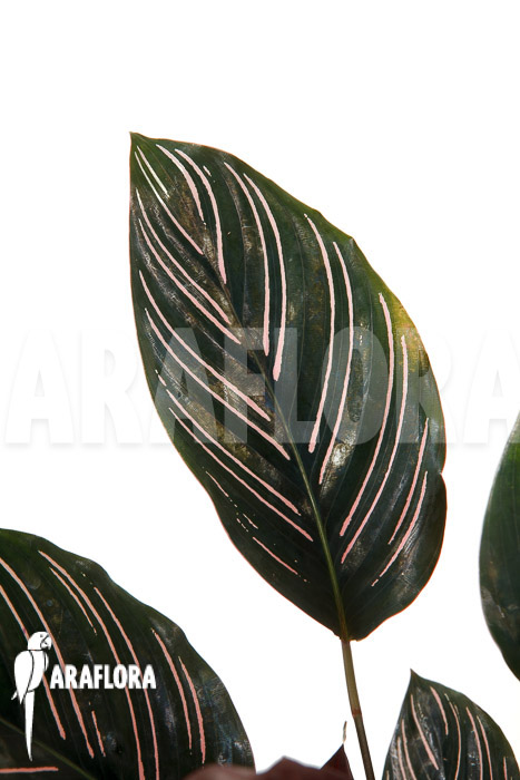 Calathea ornata ‘Sanderiana’