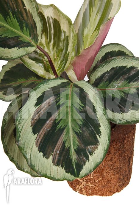 Calathea roseopicta ‘Marion’