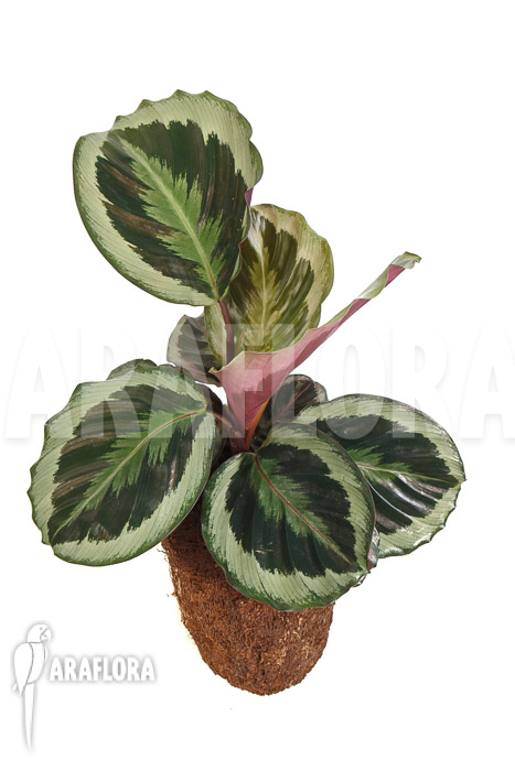 Calathea roseopicta ‘Marion’