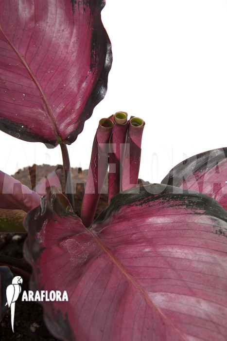 Calathea roseopicta ‘Rose’