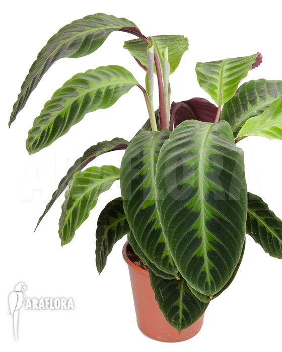 Calathea warscewiczii