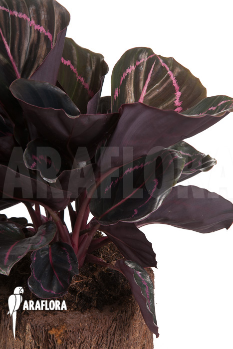 Calathea x Dottie ‘L’