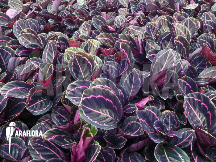 Calathea x Dottie plug