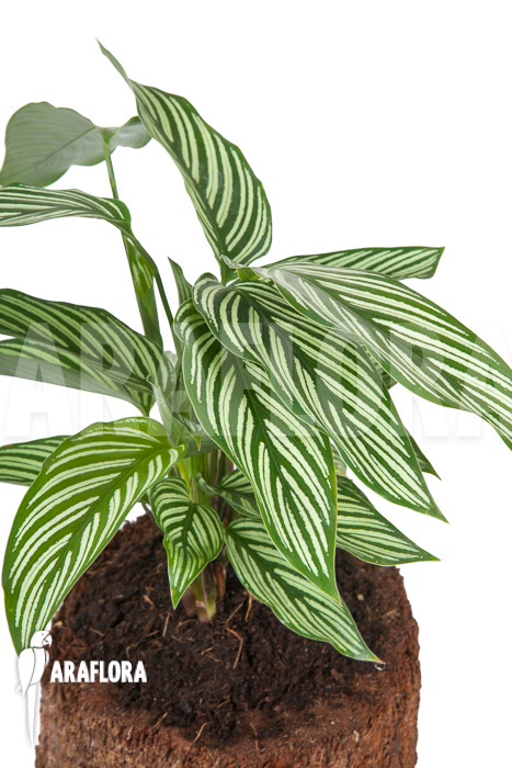 Calathea x Vittata