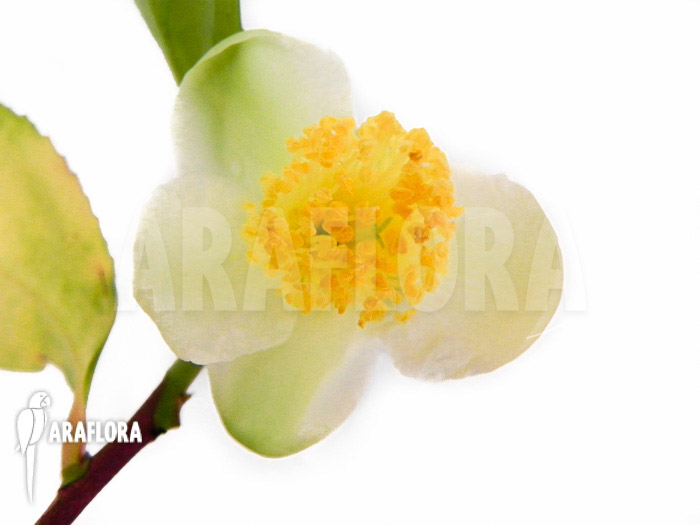 Camellia sinensis flower