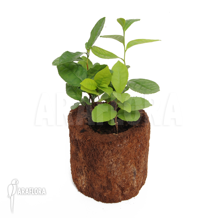 Camellia sinensis ‘Tea plant’