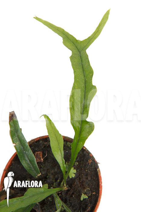 Campyloneurum angustifolium ‘starter’