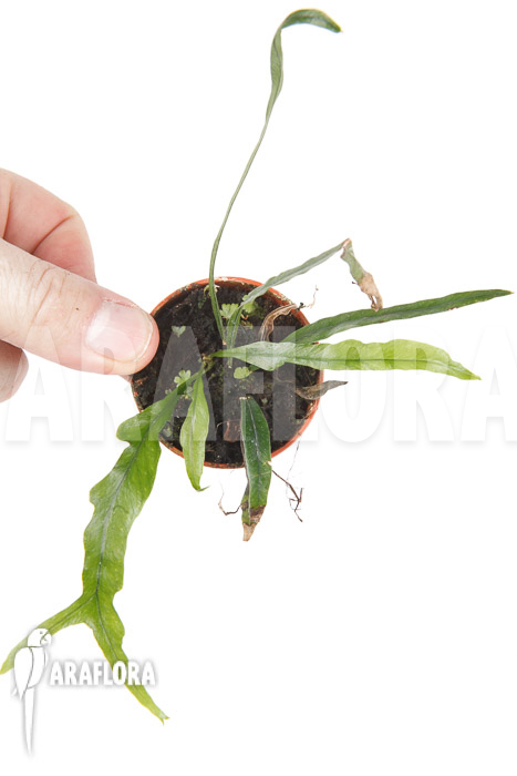 Campyloneurum angustifolium ‘starter’