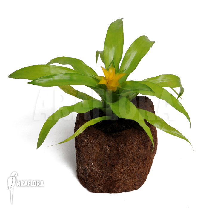 Canistropsis billbergioides cv citron